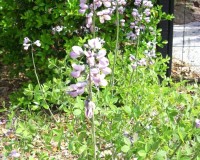 baptisia australis.jpg